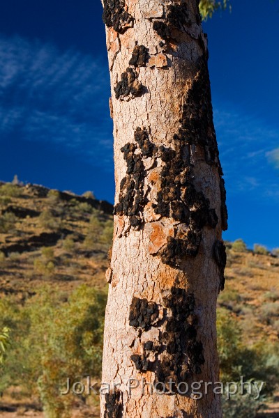 Larapinta_20080605_287 copy.jpg - Bloodwood, Serpentine Gorge